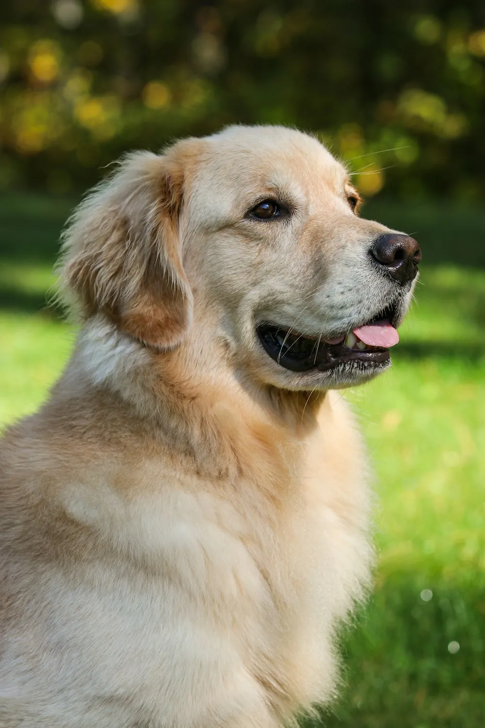 Golden retriever adulto, com 5 anos