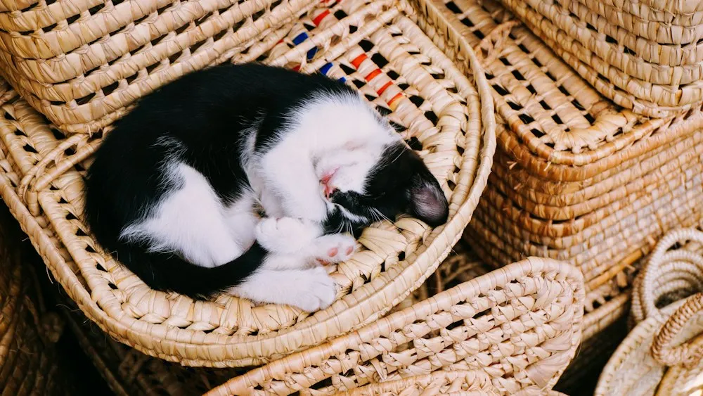 Gatinho preto e branco dormindo numa cesta de palha