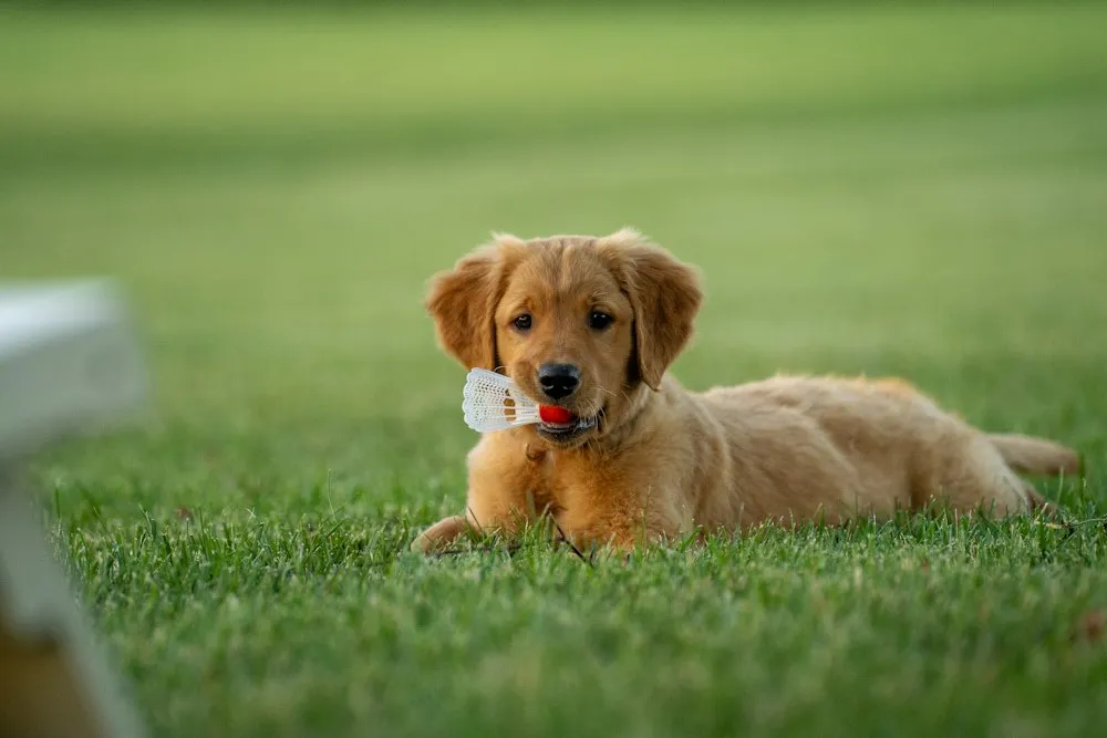 Golden retriever com 1 ano deitado na grama